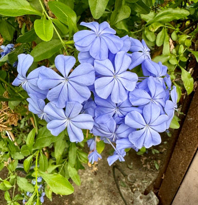 Plumbago Auriculata Cape Leadwort Plug Plant from B&Q