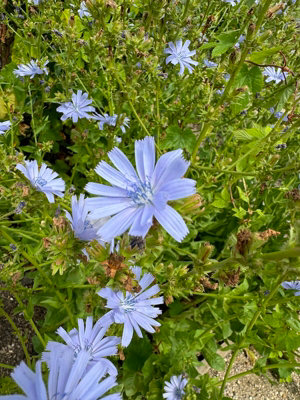  - Cichorium Intybus Chicory 6 Plug Plants Wildflower