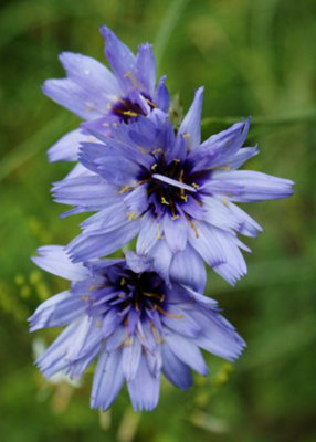 Catananche Caerulea Cupid's Dart Plant 3 Plug Plants from B&Q