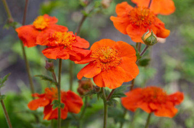 Geum Coccineum 'koi' Hardy Perennial 6 Plug Plants from B&Q