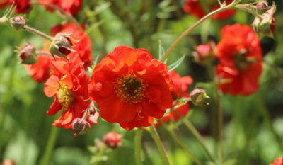 Geum Chiloense Mrs Bradshaw Feuerball Hardy Perennial 6 Plug Plants from B&Q