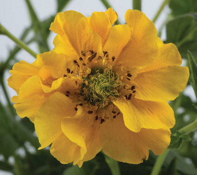 Geum Chiloense Lady Stratheden Goldball Hardy Perennial 6 Plug Plants from B&Q