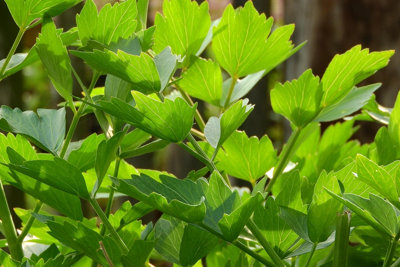  - Leviticus Officinale Loveage 6 Plug Plants Herb