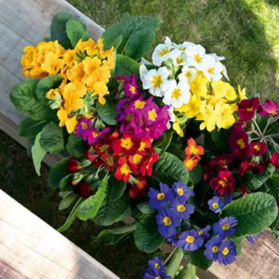 Primula Crescendo F1 Mix Oxlip Plant 6 Plug Plant from B&Q