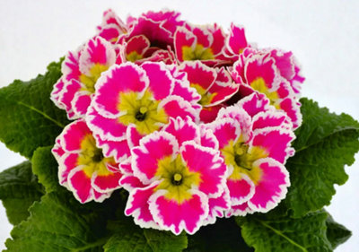 Primula Vulgaris Sacarina F1 Rose Oxlip Plant 6 Plug Plant from B&Q