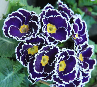 Primula Vulgaris Sacarina F1 Blue Oxlip Plant 6 Plug Plant from B&Q