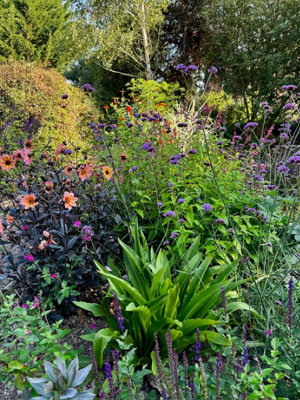  - Perennial Plant Collection 3 X 9Cm Pots