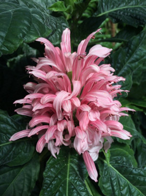 Justicia Carnea 9Cm Potted Plant Perennial from B&Q