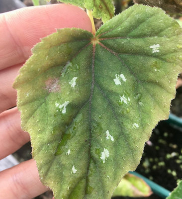 Begonia Grandis Nanjiang Silver Tropical Begonia 3 Plug Plants from B&Q
