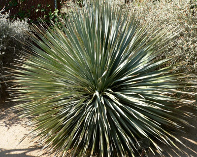 Dasylirion Wheeleri Perennial Plug Plant from B&Q