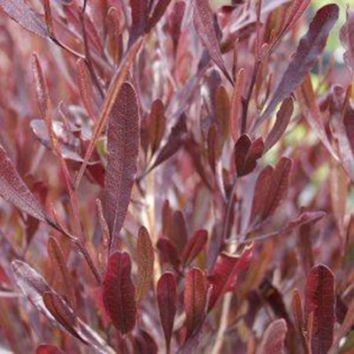 Dodonaea Viscosa 'atropurpurea' Evergreen Shrub Plug Plant from B&Q