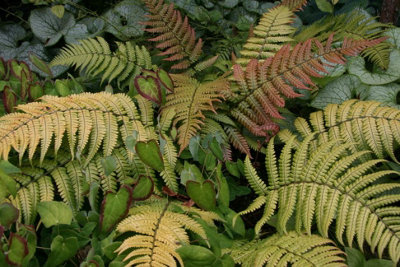 Dryopteris Lepidopoda Sunset Fern Plug Plant from B&Q
