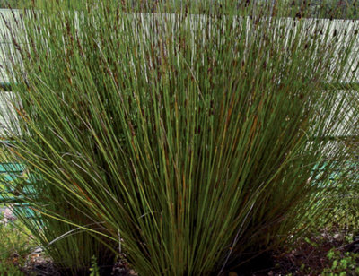 Elegia Tectorum Plug Plant Cape Reed from B&Q