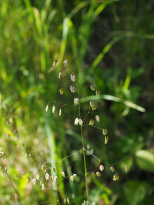 Briza Media Quaking Grass 6 Plug Plants from B&Q