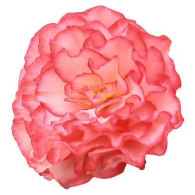 Begonia Nonstop Rose Picotee 12 Plug Plants Bedding from B&Q