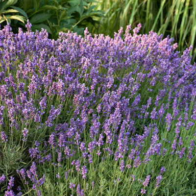Lavandula Angustifolia Hidcote Blue 6 Plug Plants Lavender from B&Q