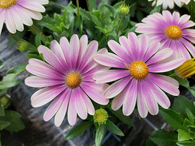 Osteospermum White Frosty Pink 6 Plug Plants Perennial from B&Q
