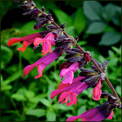 Salvia Amante 3 Plug Plants Perennial Plants from B&Q