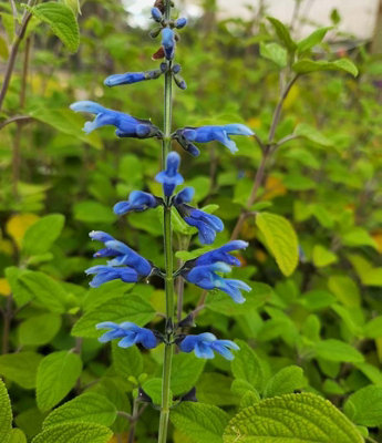 Salvia Bullulata 3 Plug Perennial Plants from B&Q
