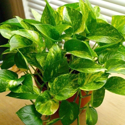 Carbeth Plants Scindapsus AureumDevil's Ivy In 6Cm PotMini Indoor Plant from B&Q