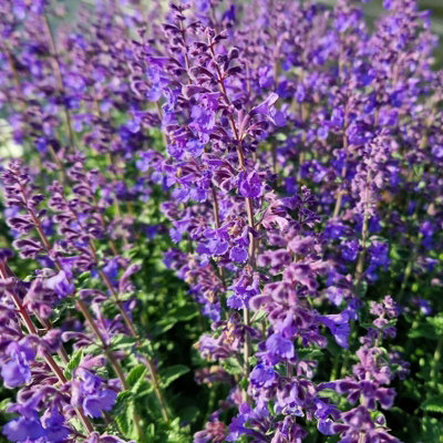 Carbeth Plants 2 X Nepeta Six Hills Giant In 1L PotCatmintHerbaceous Perennial from B&Q