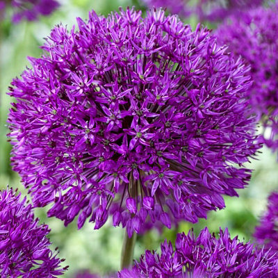 B&Q -  50 X Allium Purple Sensation BulbsSummer FloweringUk Hardy Pollinator FriendlyGrow In BedsBorders & Patio Pots