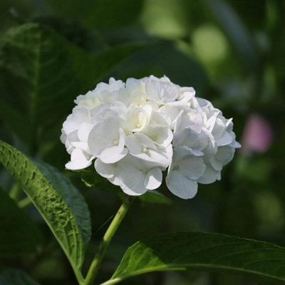 B&Q -  Hydrangea Macrophylla Plant White5 Litre PotHydrangea Plants