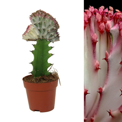 Carbeth Plants 1 X Euphorbia Lactea Cristata Coral Cactus In 10Cm PotsColourful Unique Succulent Indoor PlantIdeal For Home And Office from B&Q