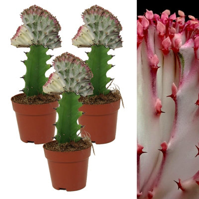 Carbeth Plants 3 X Euphorbia Lactea Cristata Coral Cactus In 10Cm PotsColourful Unique Succulent Indoor PlantIdeal For Home And Office from B&Q