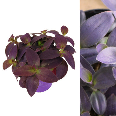 Carbeth Plants 1 X Tradescantia Pallida Purple Heart Indoor Plant In 12Cm PotTrailing House Plant With Eye Catching FoliageEasy To Care For from B&Q