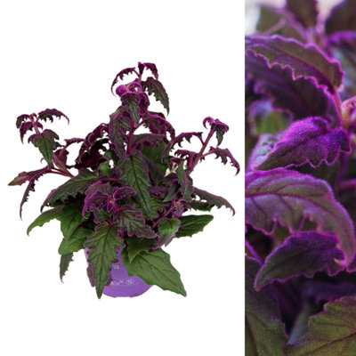 Carbeth Plants 1 X Gynura Aurantiaca Purple Passion Indoor Plant In 12Cm PotReal Evergreen Trailing Houseplant Velvet Touch Foliage from B&Q