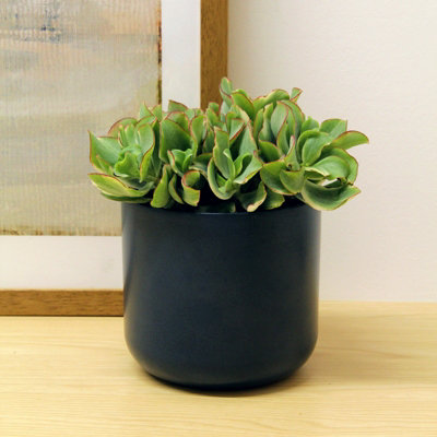 Carbeth Plants 2 X Crassula Curly Green Ripple Jade Money Plant In 12Cm PotReal Evergreen Succulent Indoor PlantEye Catching Houseplant from B&Q