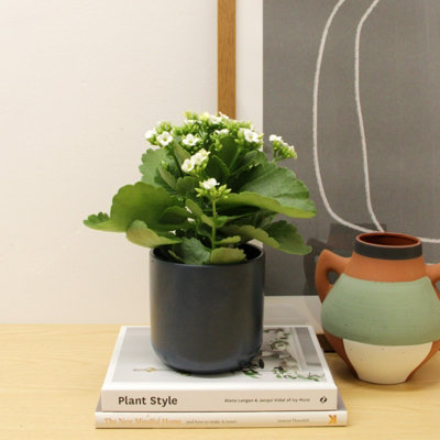 Carbeth Plants 3 X White Real Kalanchoe Plants Flaming Katy In 10.5Cm PotsLow Maintenance Live Flowering Succulent Houseplant