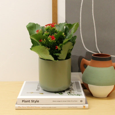 Carbeth Plants 2 X Red Real Kalanchoe Plants Flaming Katy In 10.5Cm PotsLow Maintenance Live Flowering Succulent Houseplant