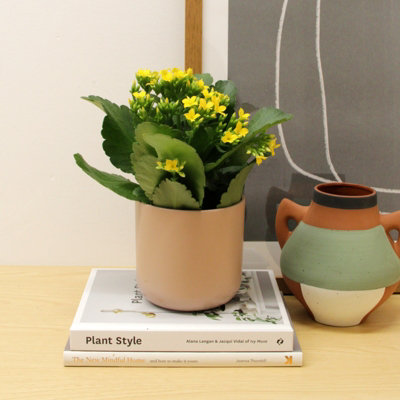 Carbeth Plants 3 X Yellow Real Kalanchoe Plants Flaming Katy In 10.5Cm PotsLow Maintenance Live Flowering Succulent Houseplant