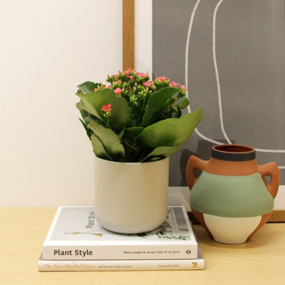 B&Q -  3 X Pink Real Kalanchoe Plants Flaming Katy In 10.5Cm PotsLow Maintenance Live Flowering Succulent Houseplant