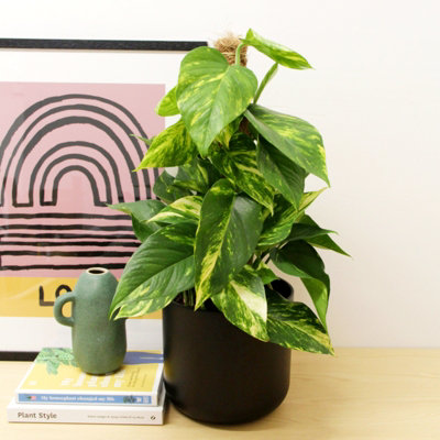 Carbeth Plants Real Devil's Ivy Pothos Indoor Plant On Moss Pole In 15Cm PotEpipremnum Pinatum Aureum Variegated Air Purifying Houseplant from B&Q