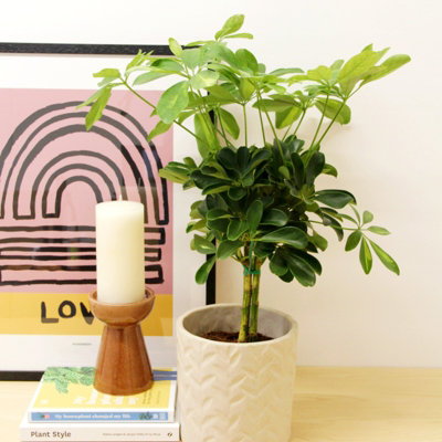 Carbeth Plants Schefflera Arboricola Gold Capella Plant In 14Cm PotFast Growing Dwarf Umbrella TreeEasy To Grow Air Purifying Houseplant from B&Q