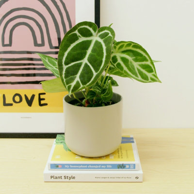 Carbeth Plants Anthurium Crystallinum Real Indoor Plant In 12Cm PotRare Collectable Live Crystal AnthuriumEye Catching Foliage Houseplant from B&Q