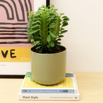 Carbeth Plants 2 X Euphorbia Trigona Cactus African Milk Tree In 12Cm PotsEasy To Care For Tall Succulent Indoor Plant Ideal For Home & Office from B&Q