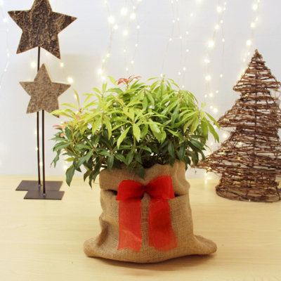 Carbeth Plants Pieris Forest Flame Plant In 2L Pot With Hessian Gift WrapCompact Evergreen ShrubEasy To Grow Christmas Gardening Gift from B&Q