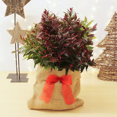 Carbeth Plants Leucothoe Scarletta Plant In 2L Pot With Hessian Gift WrapDog Hobble Evergreen ShrubEasy To Grow Christmas Gardening Gift from B&Q