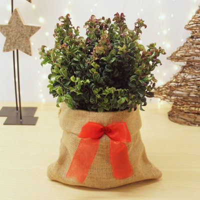 Carbeth Plants Leucothoe Curly Red Plant In 2L Pot With Hessian Gift WrapDog Hobble Evergreen ShrubEasy To Grow Christmas Gardening Gift from B&Q