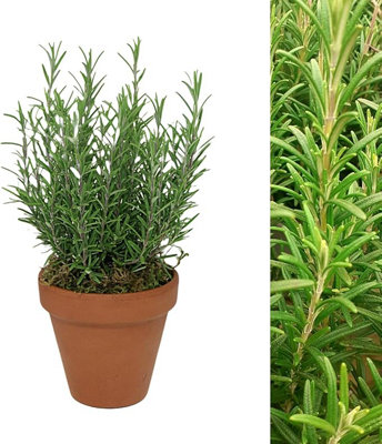Carbeth Plants Rosemary Herb Plant In 15Cm Terracotta PotEvergreen Culinary Gardening Gift from B&Q