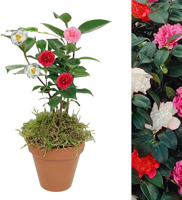Carbeth Plants Camellia Tricolour Plant In 15Cm Terracotta Pot With MossLive Evergreen PinkWhite & Red ShrubsChristmas Gardening Gift from B&Q