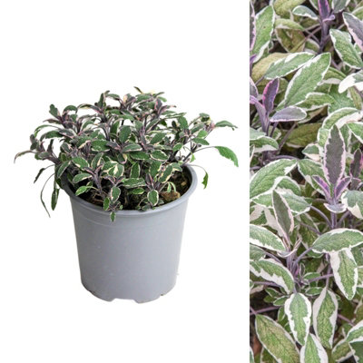 Carbeth Plants 1 X Sage Tricolour Herb Plant In 14Cm PotEasy To Grow Variegated Salvia Officinalis TricolorAromatic Evergreen Herb Shrub from B&Q