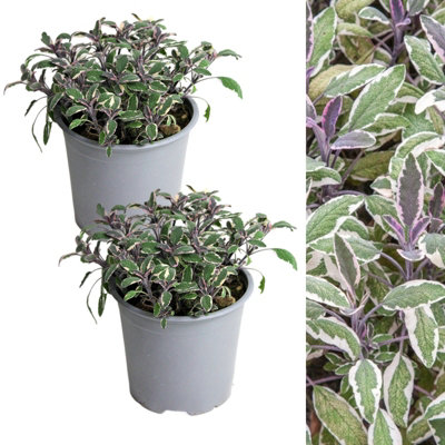 Carbeth Plants 2 X Sage Tricolour Herb Plant In 14Cm PotsEasy To Grow Variegated Salvia Officinalis TricolorAromatic Evergreen Herb Shrub from B&Q