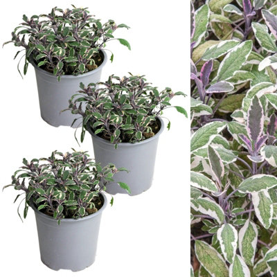 Carbeth Plants 3 X Sage Tricolour Herb Plant In 14Cm PotsEasy To Grow Variegated Salvia Officinalis TricolorAromatic Evergreen Herb Shrub from B&Q