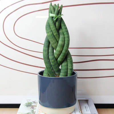 Carbeth Plants 1 X Sansevieria Twister Snake Plant Houseplant In 10.5Cm PotAir Purifying Evergreen African Spear PlantIdeal For Beginners from B&Q