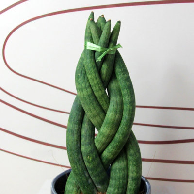 Carbeth Plants 2 X Sansevieria Twister Snake Plant Houseplant In 10.5Cm PotsAir Purifying Evergreen African Spear PlantIdeal For Beginners from B&Q